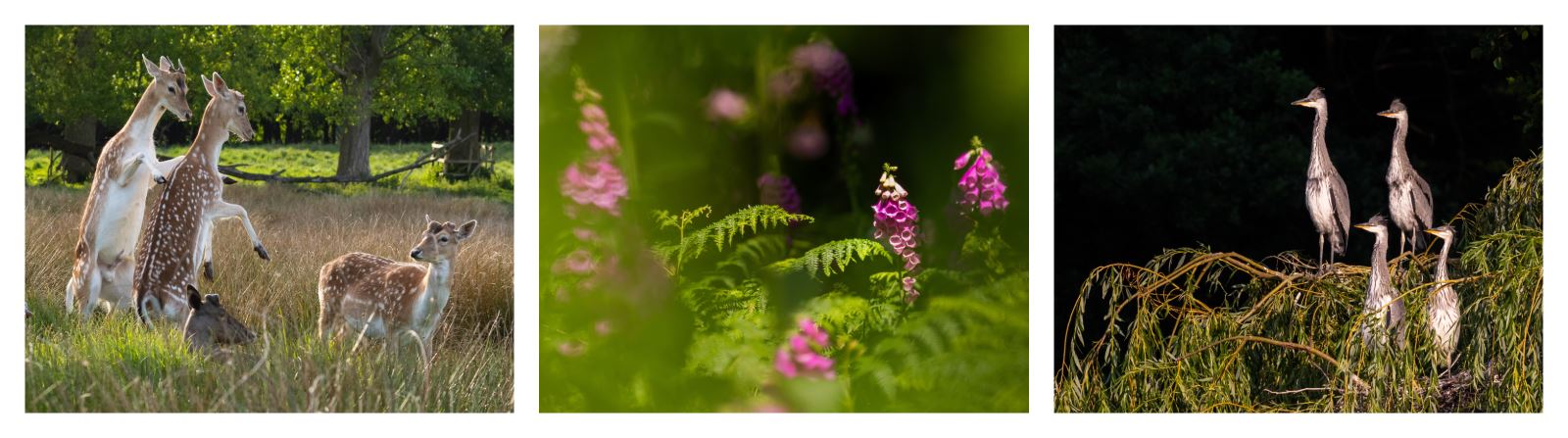 Summer at Wollaton Hall - Photography by Chris Denning